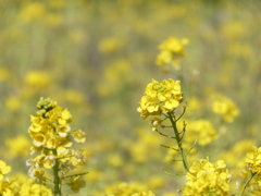 菜の花