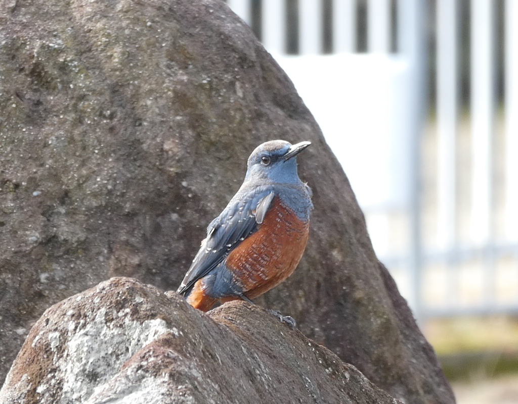 野鳥観察日記　イソヒヨドリ