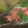 姫路城西御屋敷跡庭園　好古園　紅葉