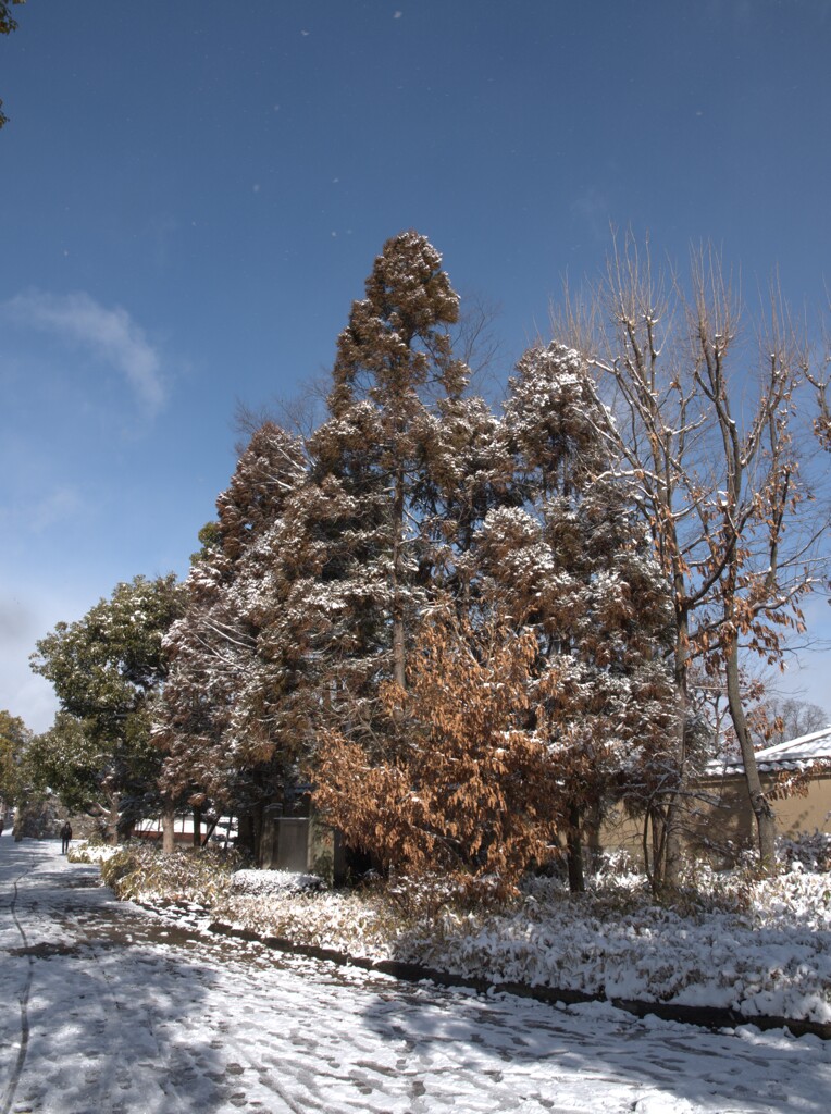 姫路城西御屋敷跡庭園　好古園　雪景色