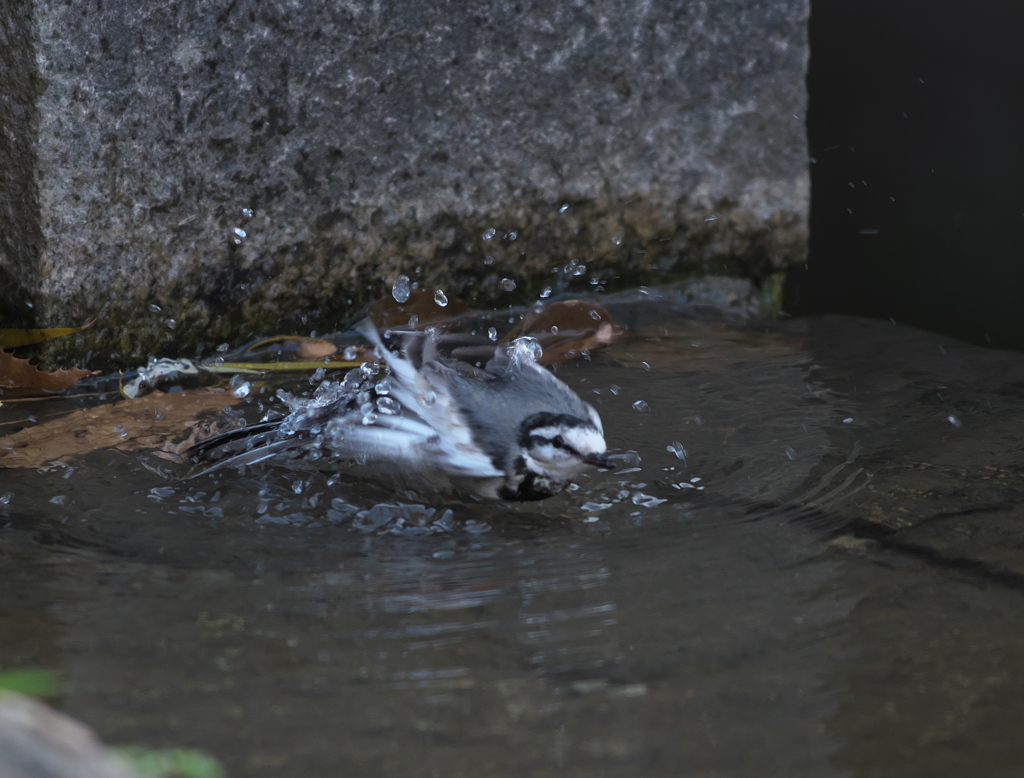野鳥観察日記　ハクセキレイ