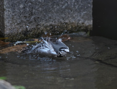 野鳥観察日記　ハクセキレイ