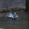 野鳥観察日記　ハクセキレイ