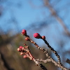 散歩　手柄山　２