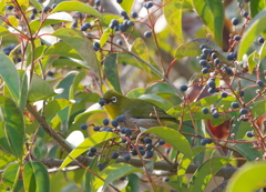 野鳥観察日記　メジロ