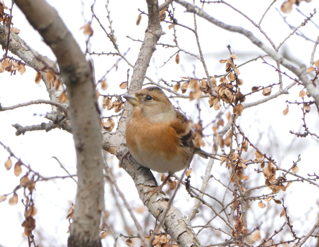 野鳥観察日記　アトリ