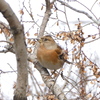 野鳥観察日記　アトリ