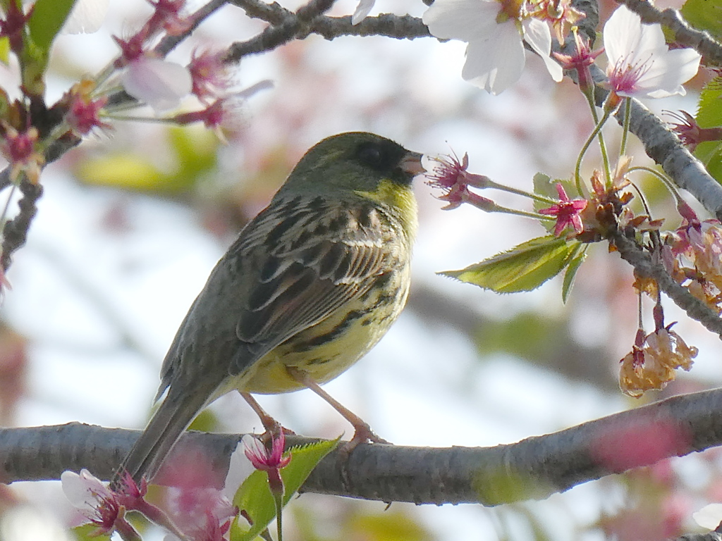 野鳥散策日記　桜とアオジさん