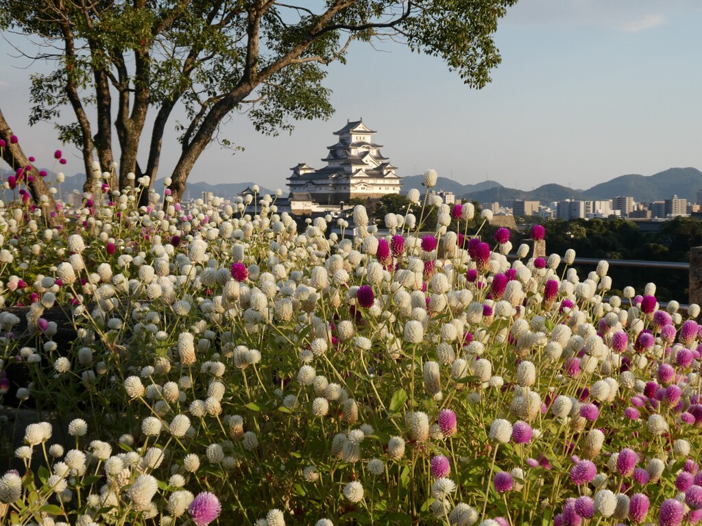 姫路城　　男山より