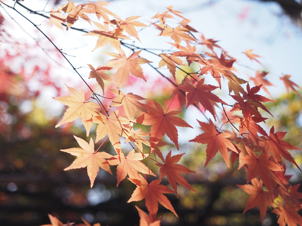好古園　紅葉