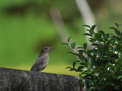 野鳥観察日記　イソヒヨドリ