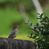 野鳥観察日記　イソヒヨドリ