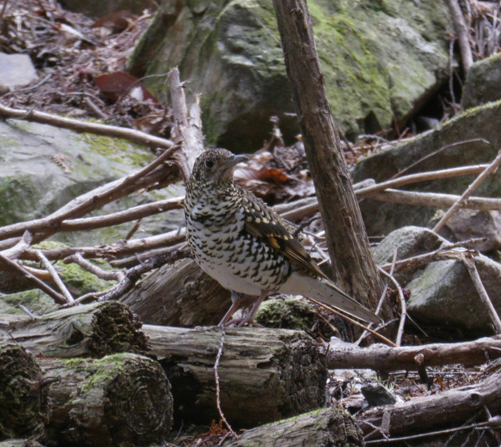 野鳥観察日記 　虎鶫