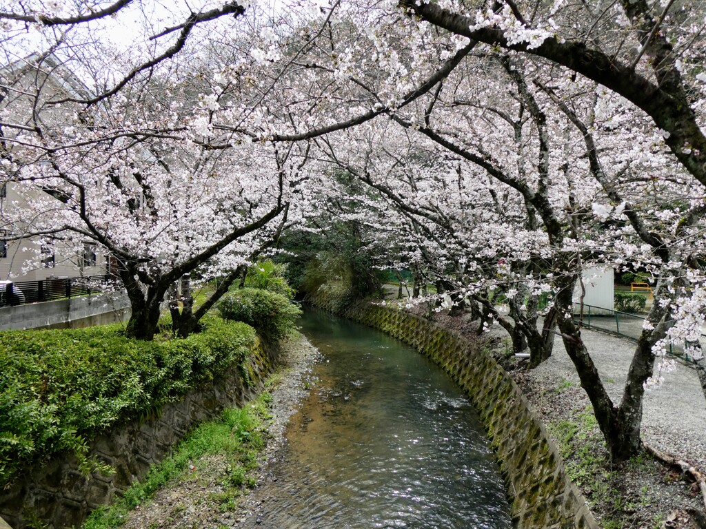 散歩道 大野川