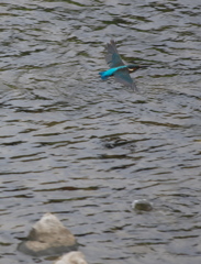 野鳥観察日記　カワセミ君＾＾