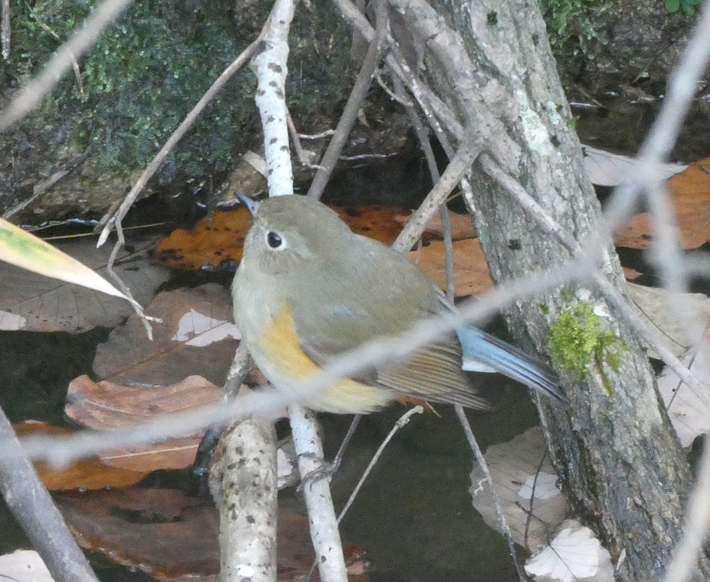 野鳥観察日記