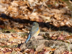 野鳥観察日記　ルリビタキ