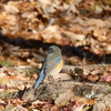 野鳥観察日記　ルリビタキ