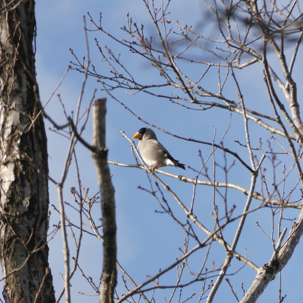 野鳥観察日記　イカル