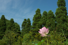 散策にて