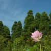 散策にて