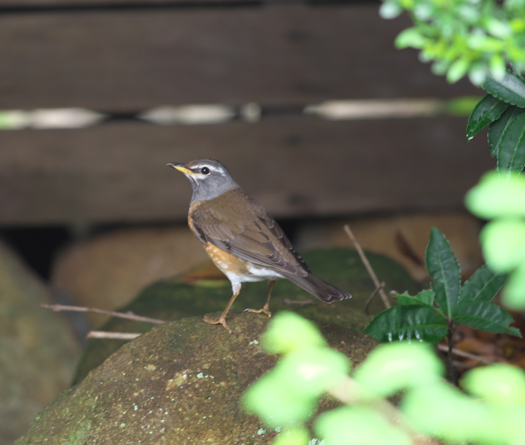 野鳥観察日記　マミチャジナイ