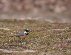 野鳥観察日記　ん？