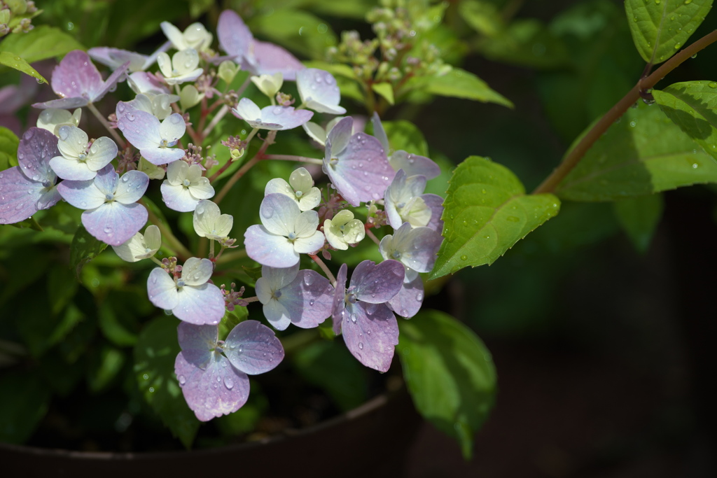 紫陽花
