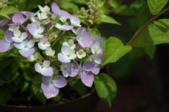 紫陽花