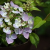 紫陽花
