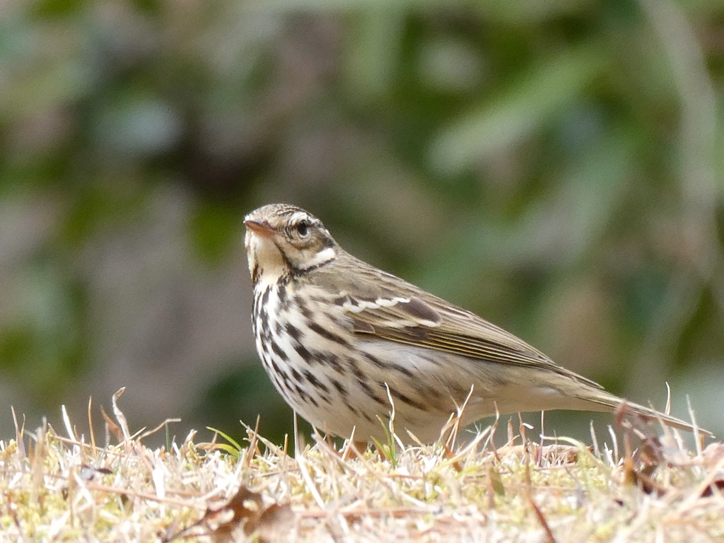 野鳥観察日記　ビンズイ