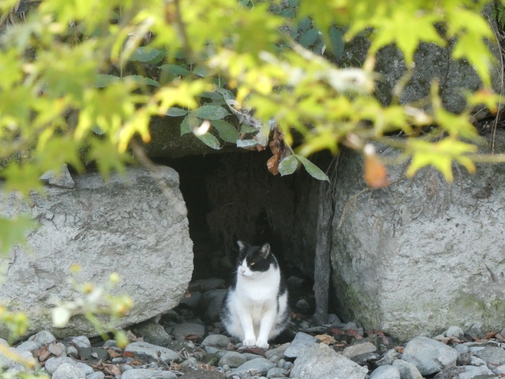 姫路城　お目付け役　松平猫之助