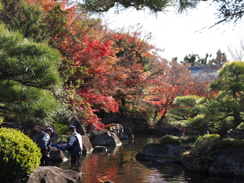 好古園　紅葉　作業風景