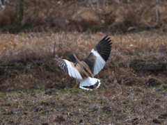 野鳥観察日記　ケリ