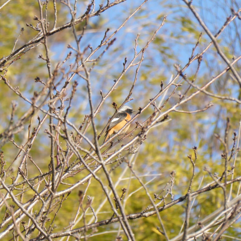 野鳥散策日記　ジョウビタキ♂