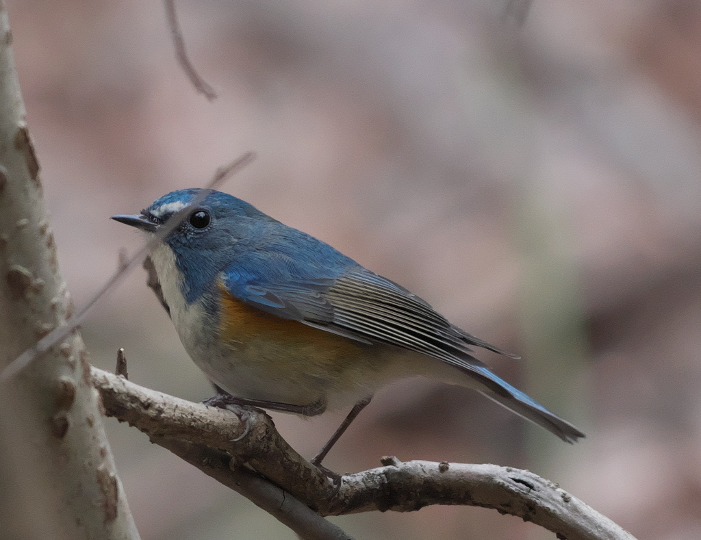 野鳥観察日記　ルリビタキ
