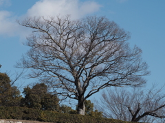 散歩　姫路城　①