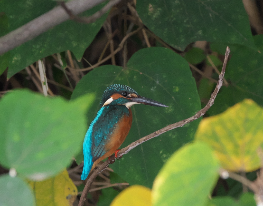 野鳥観察日記　カワセミ君