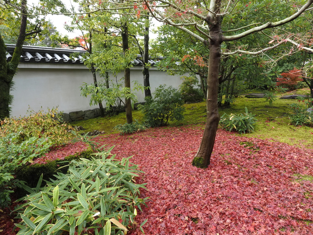 姫路城西御屋敷跡庭園 　好古園　　紅葉