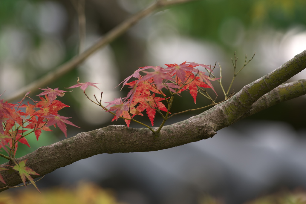 姫路城　西御屋敷跡庭園　好古園　紅葉