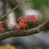 姫路城　西御屋敷跡庭園　好古園　紅葉