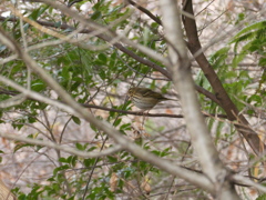 野鳥観察日記　ビンズイ