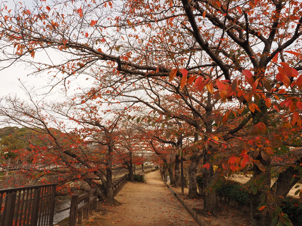 千姫の小径　紅葉