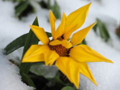 散歩　雪景色