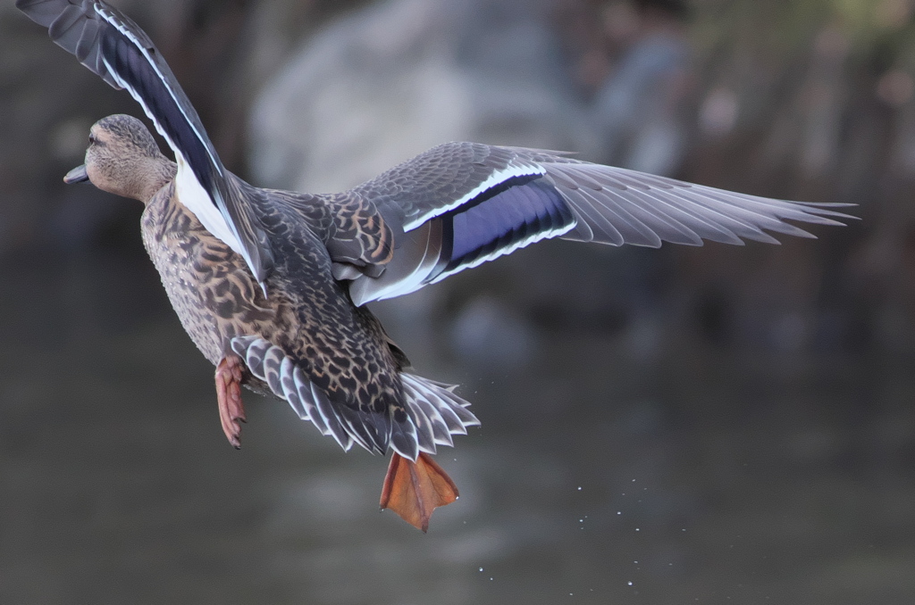 野鳥観察日記　カルガモ