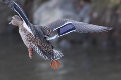 野鳥観察日記　カルガモ