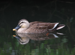 野鳥観察日記　鴨