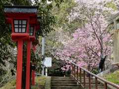 春の男山