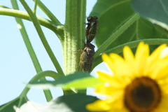 夏ですね！