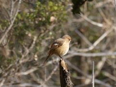 野鳥観察日記　表情